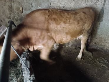 Коровы, быки: Продаю | Корова (самка) | Для молока | Привязанные at lalafo.kg — 5 Коровы, быки: Продаю | Корова (самка) | Для молока | Привязанные — 5