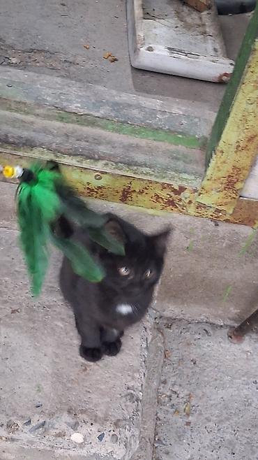 котята в караколе: Котята, домашние, игривые. Описание: - Возраст: примерно 3–4 месяца — 7