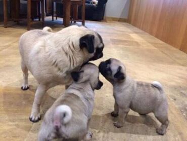 Psi: Pug Puppies For Sale Viber or WhatsApp Pug Puppies For Sale