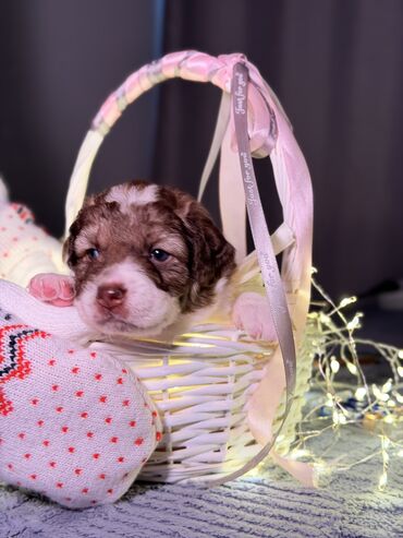 Продажа собак: 🎁 Ищете идеальный подарок к Новому году? Маленький хвостик, который — 1