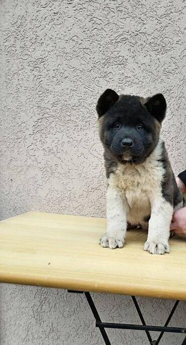 Psi: Prodajem stenad Americke Akite, od kvalitetnih roditelja. Stenci su na lalafo.rs — 3 Psi: Prodajem stenad Americke Akite, od kvalitetnih roditelja. Stenci su — 3