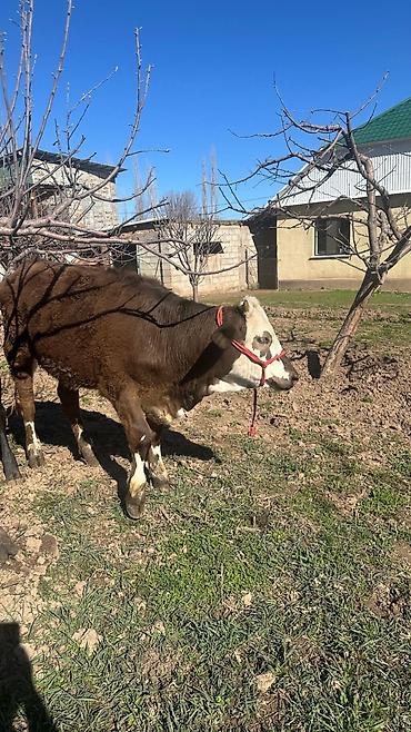 Коровы, быки: Продаю | Тёлка | Симментальская | На забой, Для разведения, Для молока | Племенные, Не стельные, Искусственник — 6
