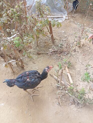 Xoruzlar: Xoruz, Heyratı, il: 1, Ödənişli çatdırılma — 15