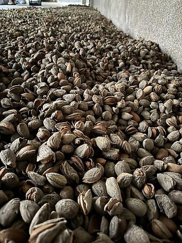 fındıq ləpəsi: Təbbi badam satılır öz bağımnandır ne qeder istesez var Qabıqlı 4manat — 2