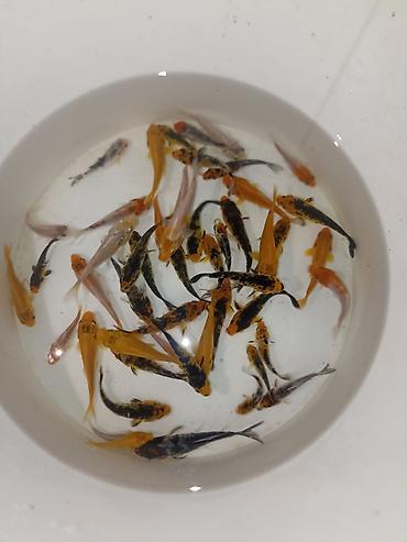 balığ yemi: Koi, Sülhsevər, Ödənişli çatdırılma — 4