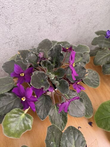 Фиалки и глоксинии: Фиалки (сенполии) комнатные, коллекционные сорта — 5