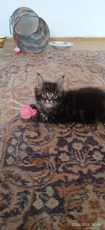 Продажа кошек: Мейн-Кун!!! Тигрёнок 🥰. Продается Шикарный, чистокровный котик от — 2