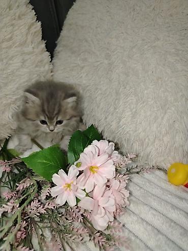 Pişiklər: Şotland — 4