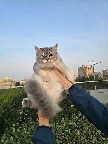 pisik etibarli: Britan — 5