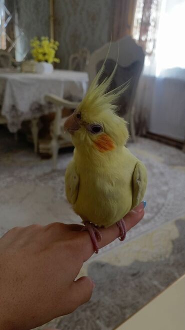 Tutuquşları: Növ: Korella papuqayı (cockatiel), sarı rəng 6 aylıgdır Erkek cinsidir — 2