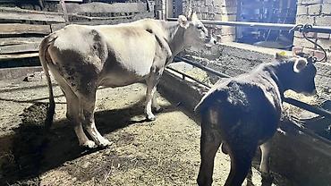 Коровы, быки: Продаю | Корова (самка), Бык (самец), Музоо, торпок | На откорм, Для молока — 17