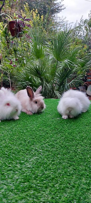 bala pişik pulsuz: Angora tipli uzun tüklü dekorativ dovşanlar - Növ: Uzun tüklü (angora — 2