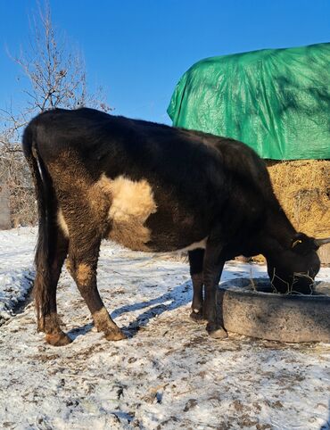 продам корову голштинской породы: Продаю | Корова (самка) | Для разведения, Для молока | Стельные