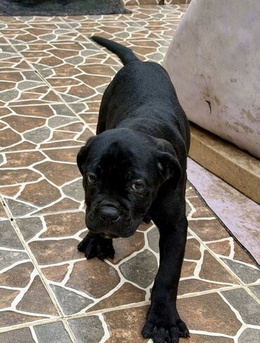 İtlər: Kane-Korso — 24