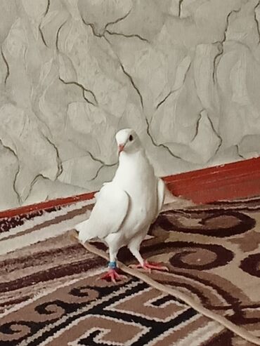 quş yuvası: Ağ göyərçin – ev quşu - Tam ağ lələk örtüyü, zərif quruluş - Qaşın