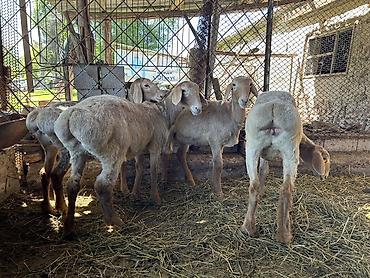 Баран, овца: Продаю | Ягненок | Арашан | Для разведения | Племенные — 4