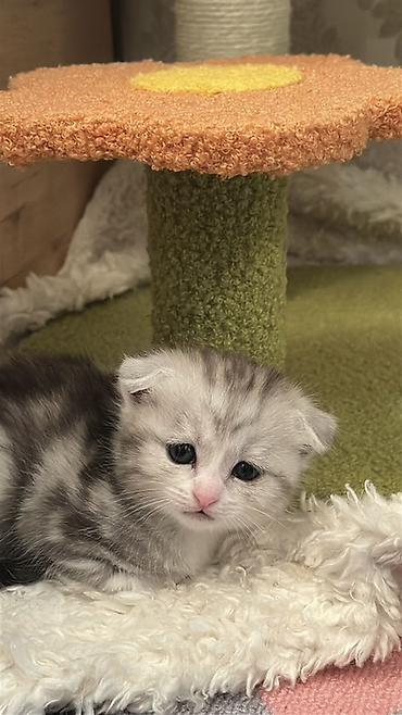 Продажа кошек: Можно забронировать котят😻😽♥️ Возраст 2 месяца🥰 еще сосут мамку — 11