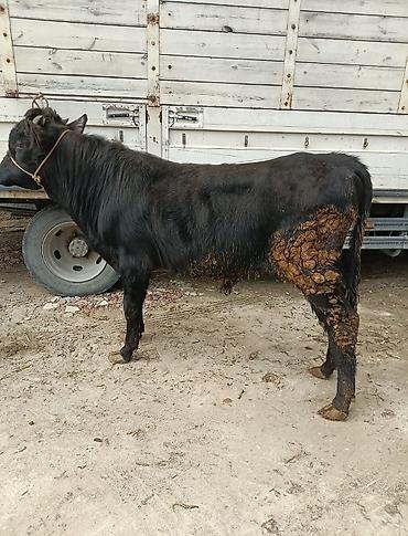 Inəklər, öküzlər: Inəklər, öküzlər — 10