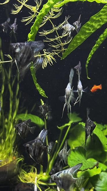 пруд для рыбы: Скалярии (Pterophyllum) — молодь и подросшие особи различных окрасов — 5