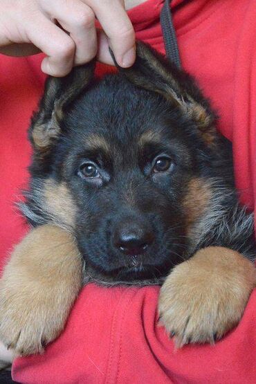 İtlər: Alman çoban iti, 2 ay, Erkek, Sənədli, Pulsuz çatdırılma — 17