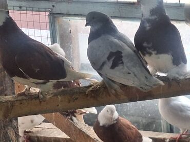 Птицы: Породистые декоративные голуби (разные масти и типы оперения) — 6