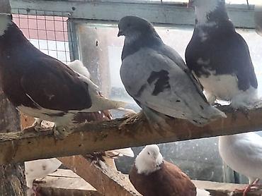 Другие с/х животные: Породные голуби декоративных линий. Описание: - Разноцветные окрасы — 6
