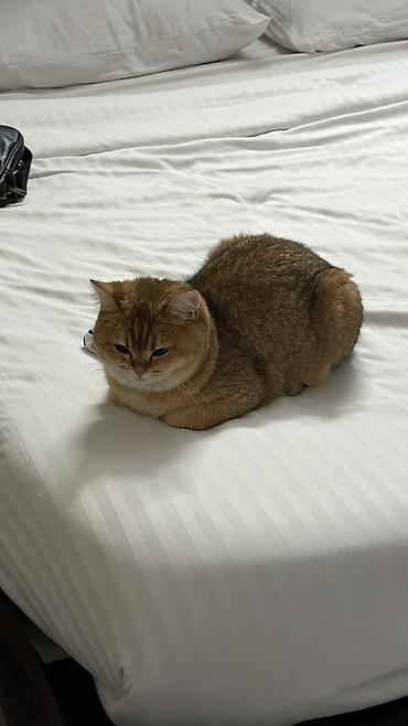 Мышыктар сатылат: 🐱 Продаются две шотландские кошки — Бишкек Ищем любящих и — 6