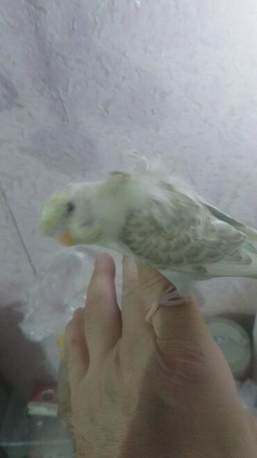 Tutuquşları: Tutuquşları — 30