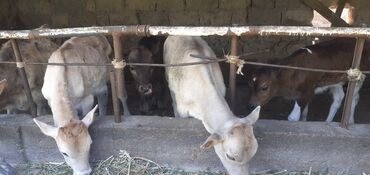 Коровы, быки: Продаю | Бык (самец) | На откорм, Для разведения