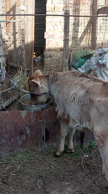 Коровы, быки: Продаю | Тёлка — 11