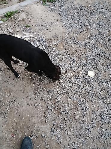 cuce ve xoruz: Pitbul, 10 ay, Erkək, Ünvandan götürmə — 1