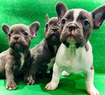 Psi: Štenci francuskog buldoga egzotične plave boje bez tigrine, veseli — 5