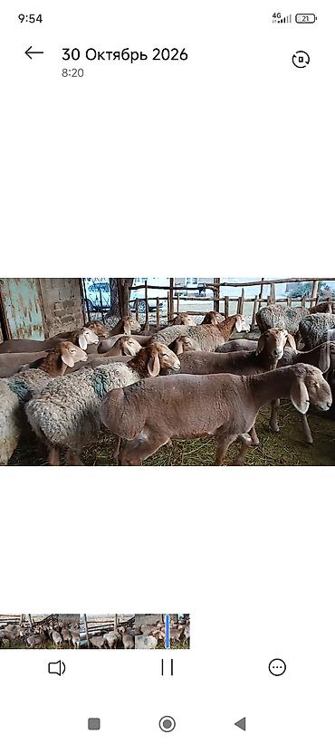 машинка для стрижки животных: Продаю | Ягненок — 2