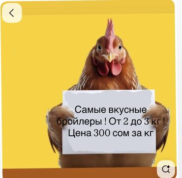птица домашняя: СВЕЖИЕ БРОЙЛЕРНЫЕ КУРЫ — ВСЕГО ЗА 300 COM! V Домашние бройлеры •
