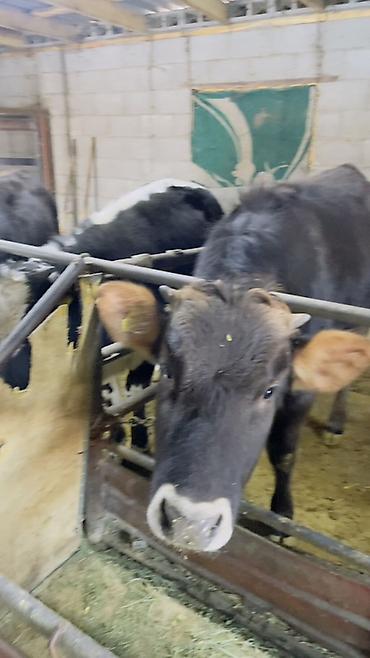 Коровы, быки: Продаю | Тёлка | На откорм | Привязанные — 6