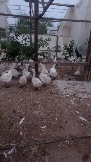 приют для животных в баку адрес: Kürdəxanı qəsəbəsində 1 illik qazlar,yerli və linda cinsli.15 ədəd