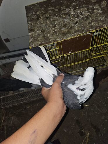 Göyərçinlər: Müxtəlif rənglərdə iki göyərçin təklif olunur. Biri gənc, qəhvəyi, boz — 11