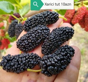 Şitillər: Salam Güllər Rusiyada gelib xarici gülldü nömrədə whatsapp var — 15