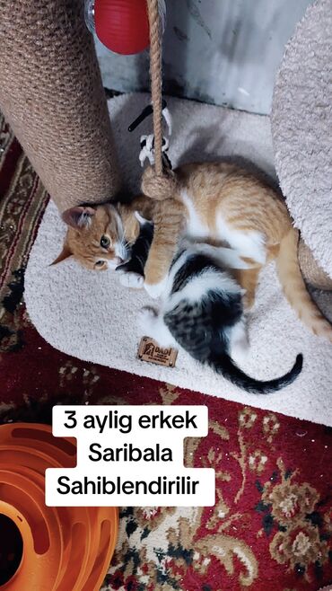 Pişiklər: Sekilleri cevirib baxin korpelikden mende evde boyuyen balalarim heer -da lalafo.az — 3 Pişiklər: Sekilleri cevirib baxin korpelikden mende evde boyuyen balalarim heer — 3