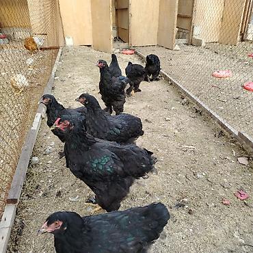 bala pişik ucuz: Toyuq, Brama, Damazlıq — 1