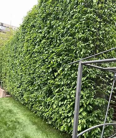 Другие услуги: Садовник! Стрижка изгороди! Улуги садовника. Наши услуги: Обработка — 2