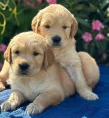 i̇tlər zvanok: Labrador-retriver, 1 ay, Erkek