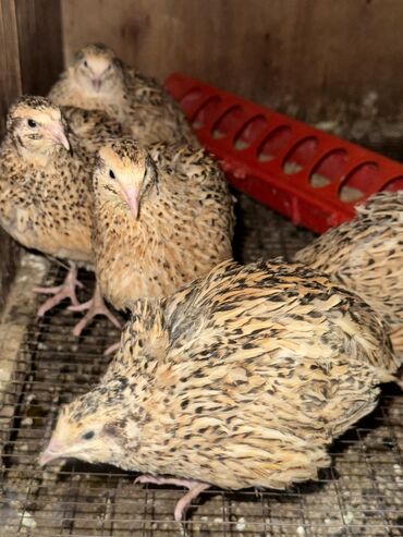 трава для животных: Продаю перепелок несушки
8 курочек все несутся