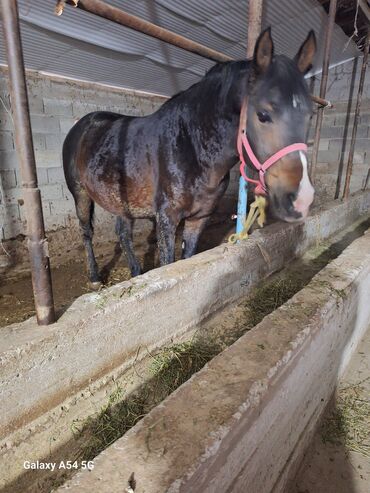 Лошади, кони: Продаю | Жеребец | Рабочий | Осеменитель — 3