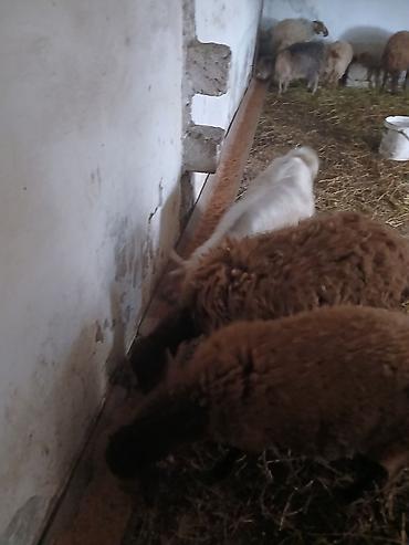 Qoyunlar, qoçlar: Iki baş qala cinsi ekizdilər 11 ayLlqdlLar qiymet birine aiddir.qoc — 7