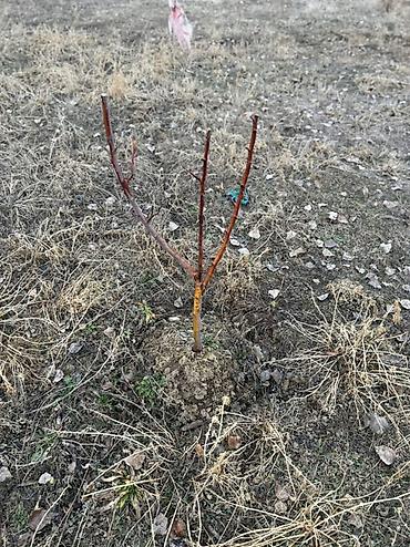 Продажа участков: 20 соток, Для строительства — 11