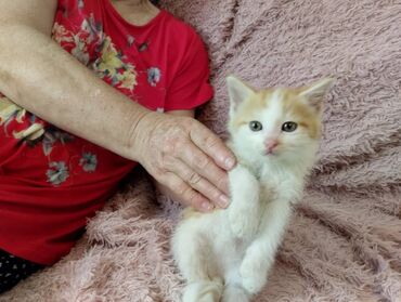 Отдам даром кошку: Кошка даром: Беспородная, Мальчик
