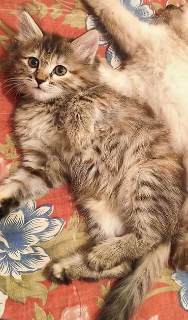 Отдам даром кошку: 3 месяца, Девочка, Приучена к лотку — 1