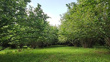 mehemmedi torpaq: 65 sot, Kənd təsərrüfatı, Mülkiyyətçi, Kupça (Çıxarış), Müqavilə — 4
