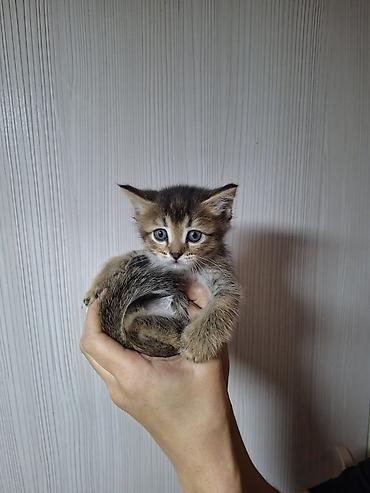 манчкин котята: Золотистая шиншилла Котёнок, полосатый тигровый окрас (коричневый с — 2